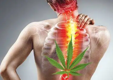 Marijuana & Back Pain Symptoms Pic